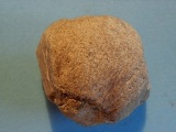 Astylospongia praemorsa